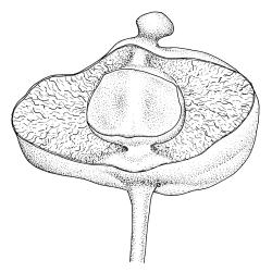 Pleurophascum ovalifolium, section of mature capsule. Drawn from M.J.A. Simpson 8561, CHR 351331.
 Image: R.C. Wagstaff © Landcare Research 2015 
